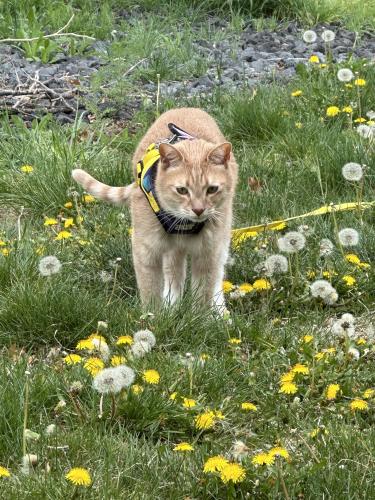 Lost Male Cat last seen Mountainaire neighborhood, flagstaff az , Flagstaff, AZ 86005