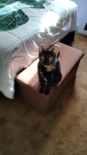 Lost Female Cat last seen Washington and Allen , Pasadena, CA 91104