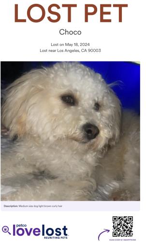 Lost Male Dog last seen Main & San Pedro , Los Angeles, CA 90003