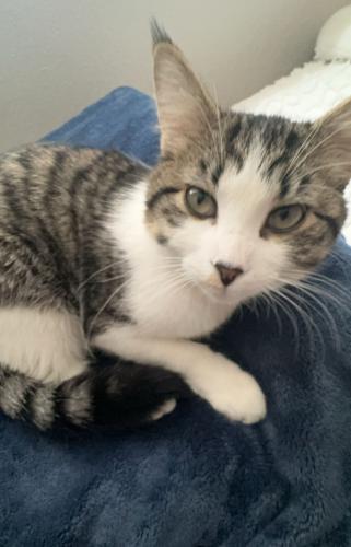 Lost Male Cat last seen Around irma Dr in the grassy area on the west side, Northglenn, CO 80241