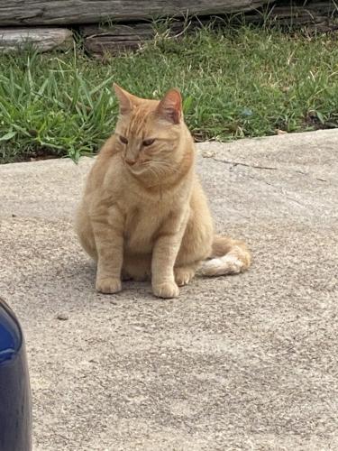 Lost Female Cat last seen Canyon Crest Rd , Fort Worth, TX 76179