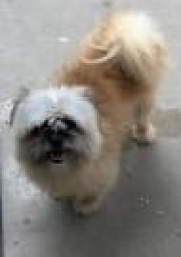 Lost Male Dog last seen Merida St by Immaculate Conception Church & Kenney's Food Store, San Antonio, TX 78207