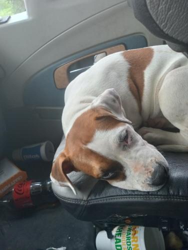 Lost Female Dog last seen Pilot truck stop 3600 interchange dr, Columbus, OH 43204