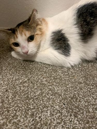 Lost Female Cat last seen 19th Ave and Butler, Phoenix, AZ 85021