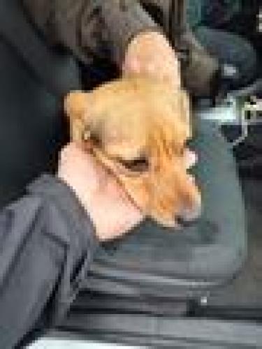 Lost Female Dog last seen Arleta and Brandford st , Los Angeles, CA 91331
