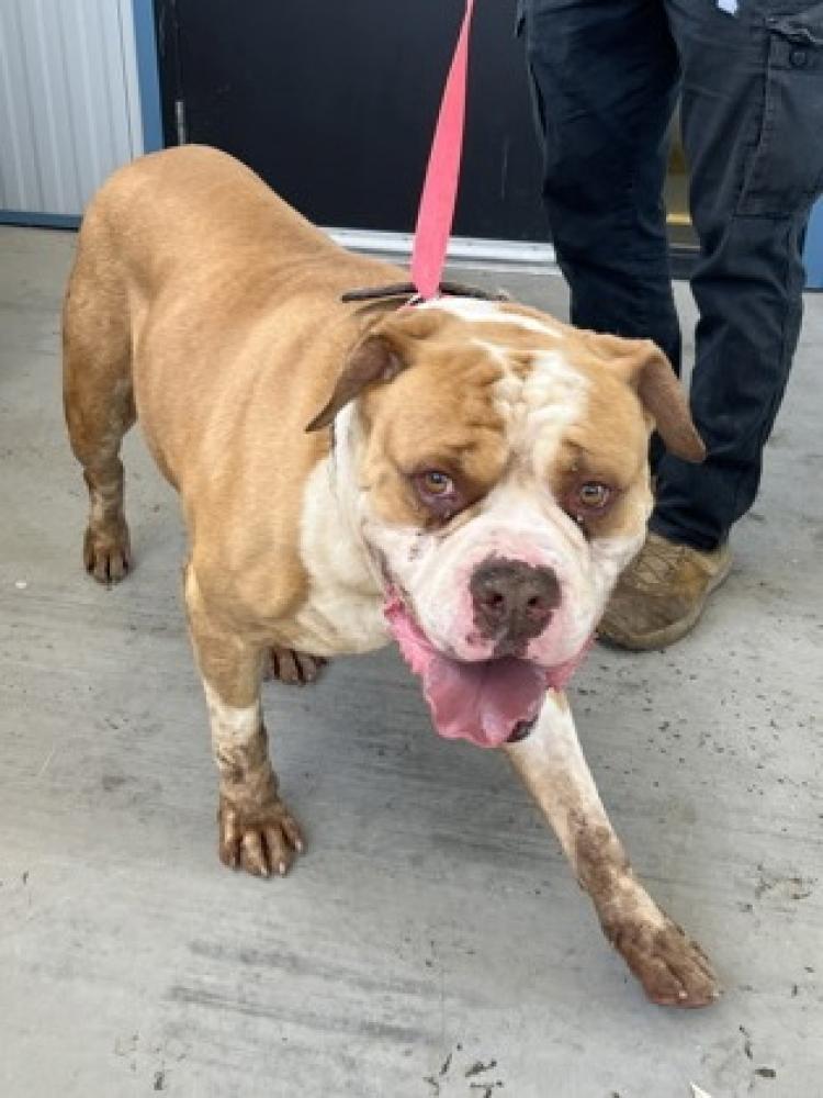 Shelter Stray Male Dog last seen Fawn Ln & Bronco Ln, Squaw (Yokuts) Valley Zone Fresno CO 4 93675, CA, Fresno, CA 93706