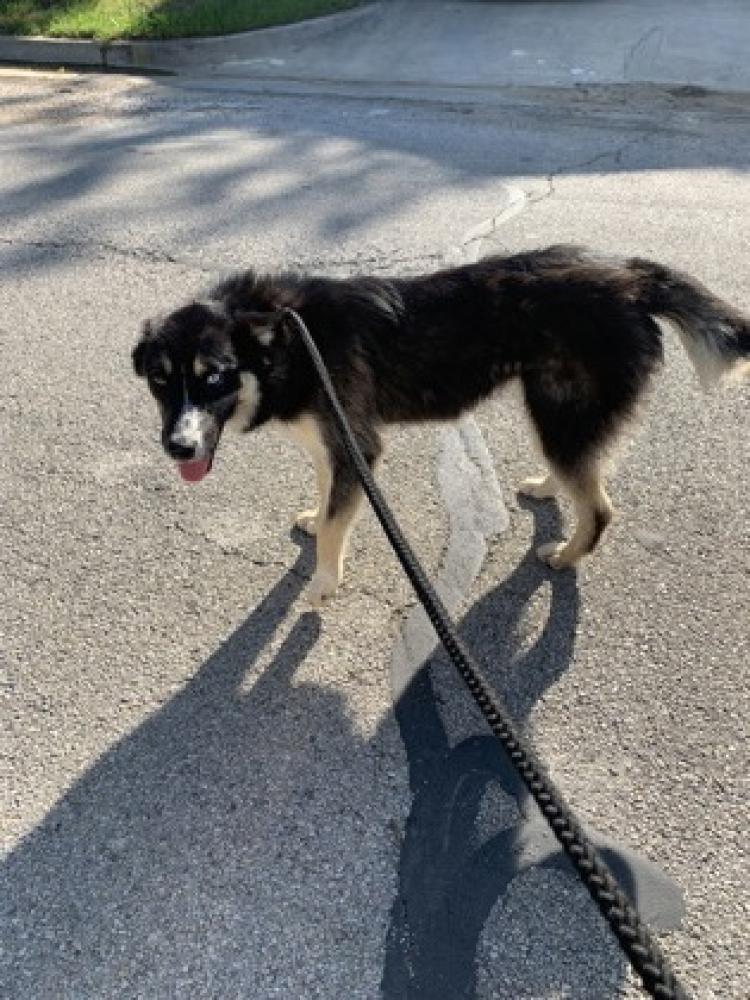 Shelter Stray Female Dog last seen Fort Worth, TX , Fort Worth, TX 76119