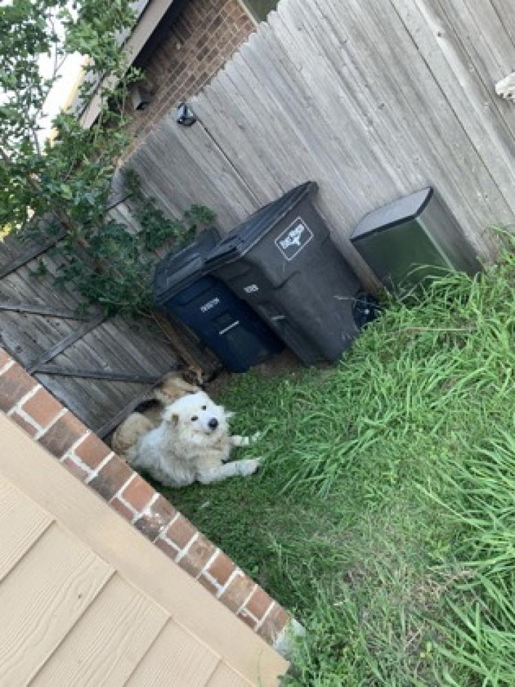 Shelter Stray Unknown Dog last seen ,  , Fort Worth, TX 76119