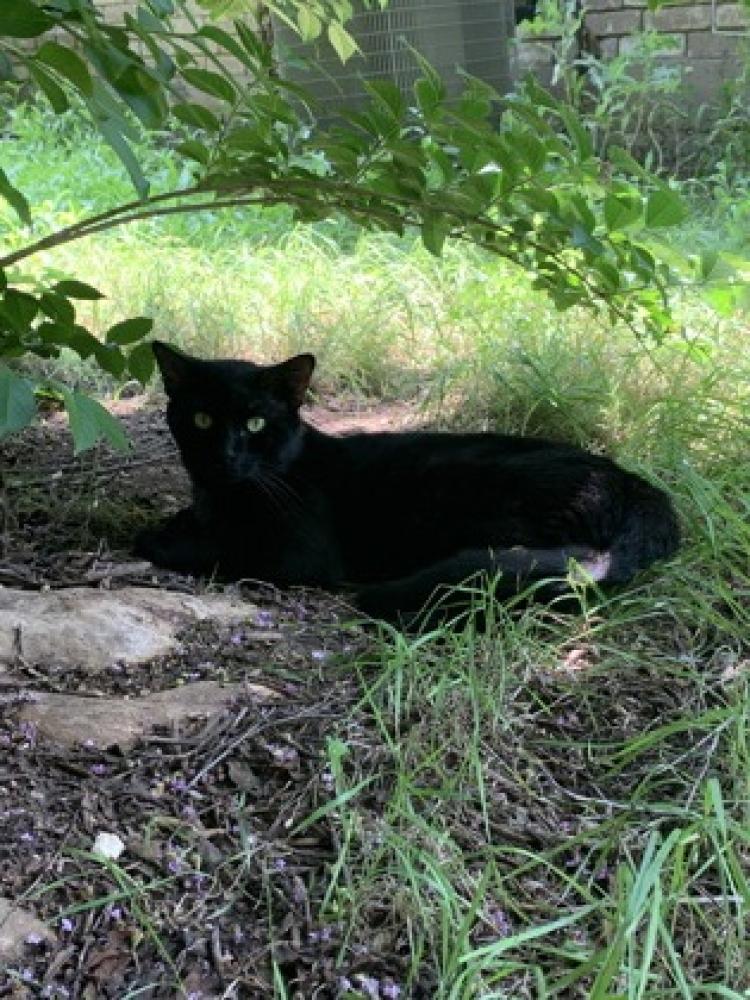 Shelter Stray Male Cat last seen Fort Worth, TX 76133, Fort Worth, TX 76119