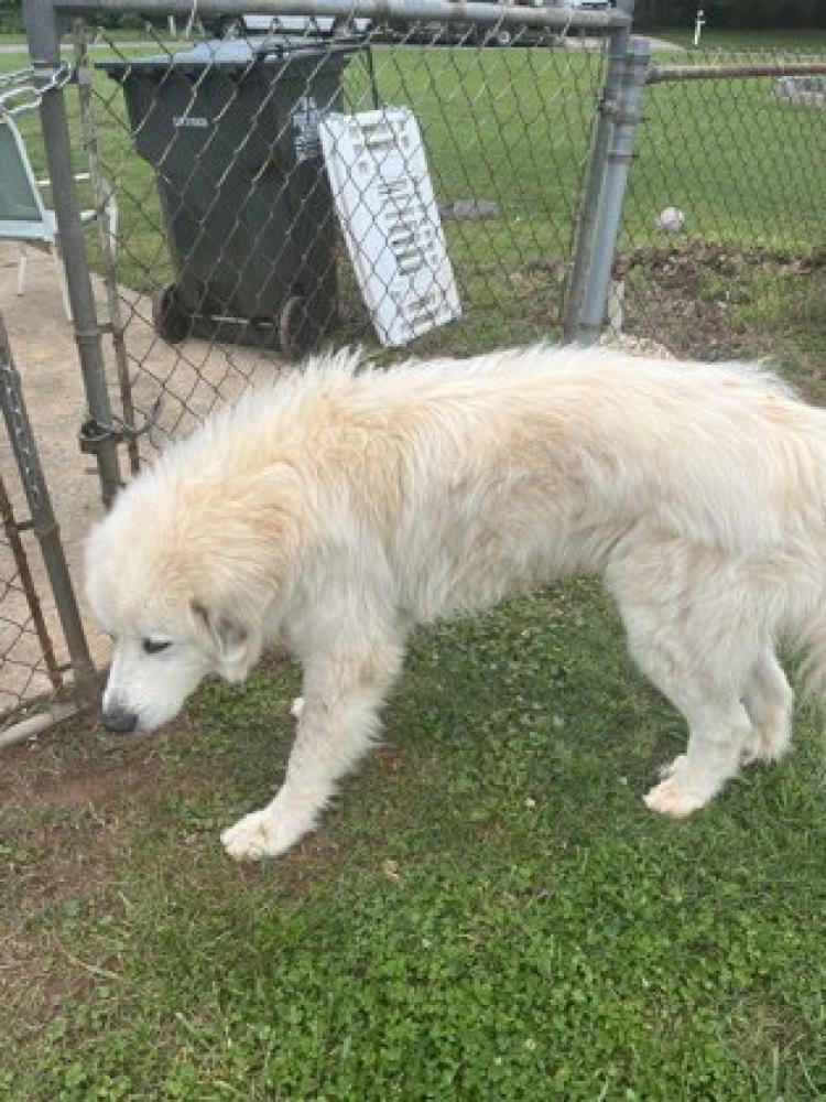 Shelter Stray Male Dog last seen , NC , Gastonia, NC 28052