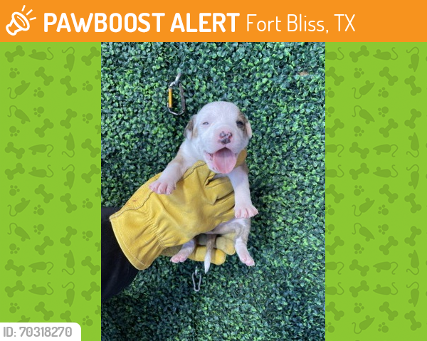 Shelter Stray Male Dog last seen Near TROLLOPE, COUNTY of El Paso, TX, Fort Bliss, TX 79906