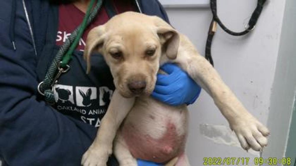 Shelter Stray Female Dog last seen ,  , Oakland, CA 94601