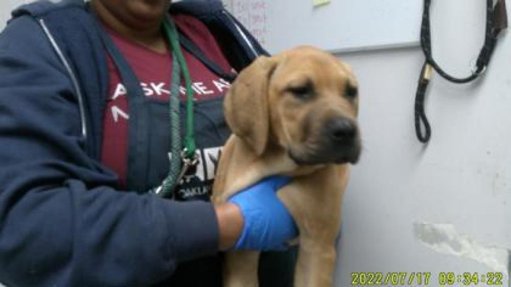 Shelter Stray Male Dog last seen ,  , Oakland, CA 94601