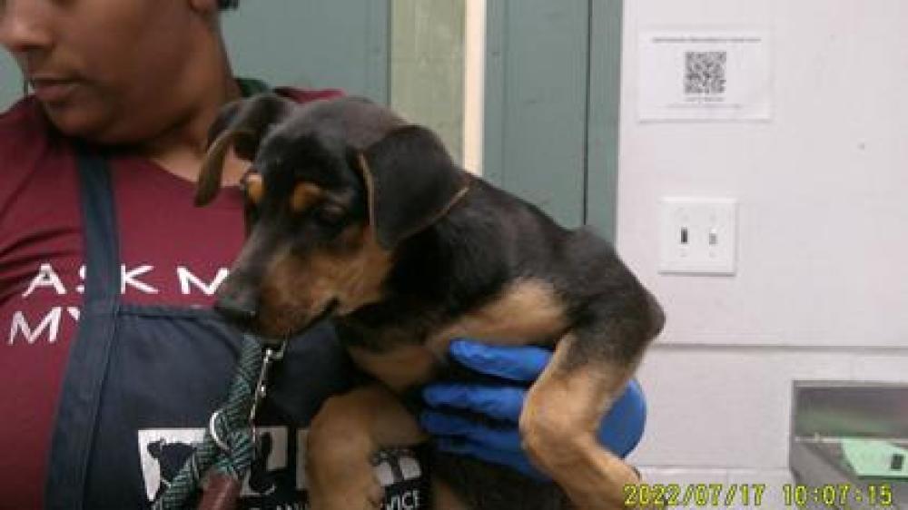 Shelter Stray Male Dog last seen ,  , Oakland, CA 94601