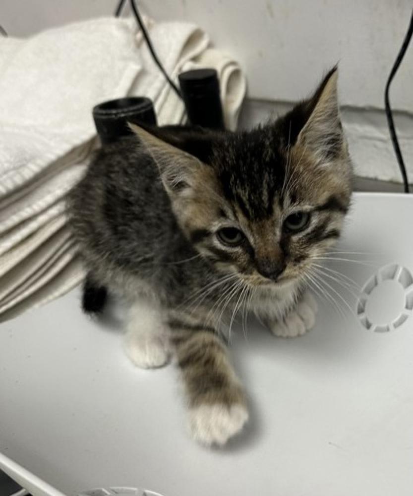 Shelter Stray Male Cat last seen Oakland, CA 94615, Oakland, CA 94601