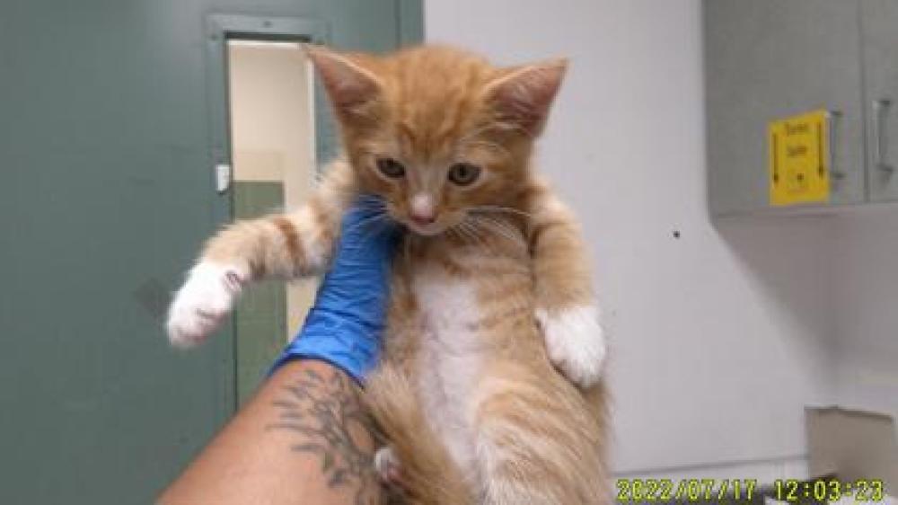 Shelter Stray Male Cat last seen Oakland, CA 94607, Oakland, CA 94601