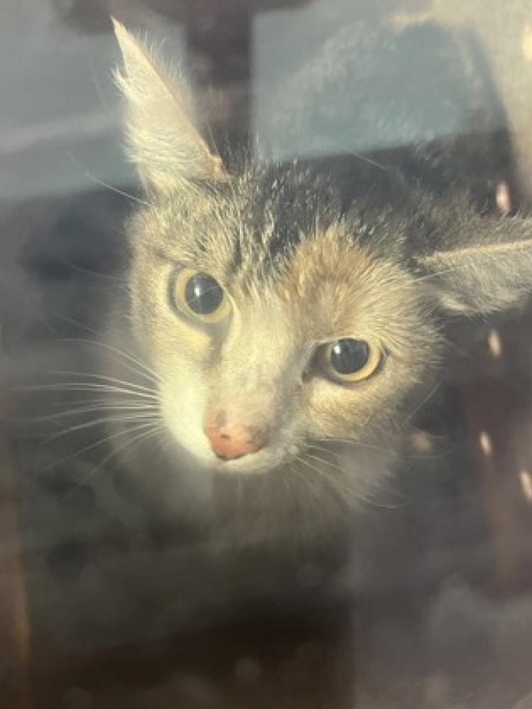 Shelter Stray Female Cat last seen Near alex guerrero, CITY of El Paso, TX, Fort Bliss, TX 79906