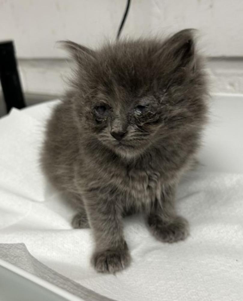 Shelter Stray Female Cat last seen Oakland, CA 94611, Oakland, CA 94601