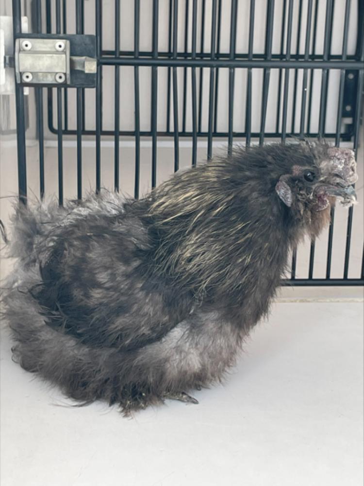 Shelter Stray Unknown Chicken last seen El Paso, TX , Fort Bliss, TX 79906