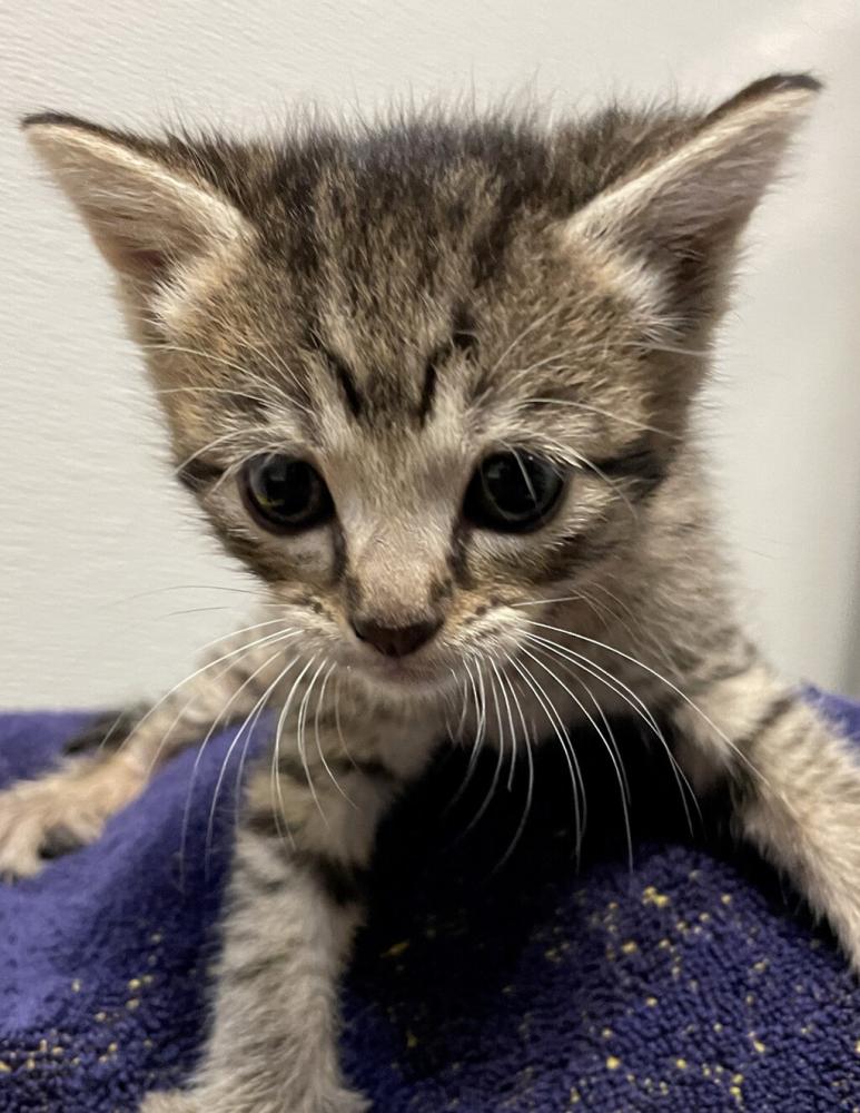 Shelter Stray Female Cat last seen Near Orion Court, SAN LEANDRO, CA, 94579, Oakland, CA 94621