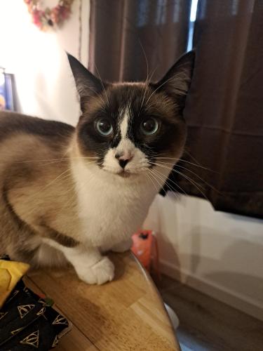 Lost Female Cat last seen South Lawrence Street or South Warner Street, possibly down the alleyways , Tacoma, WA 98409