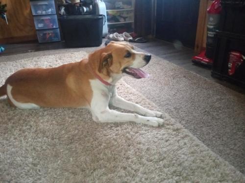 Lost Male Dog last seen Boars head place, Montgomery County, TX 77316