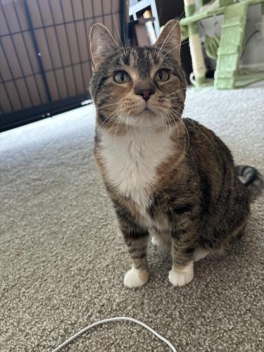 Lost Female Cat last seen Near S Williams St and 63rd St, Westmont, IL, Westmont, IL 60559