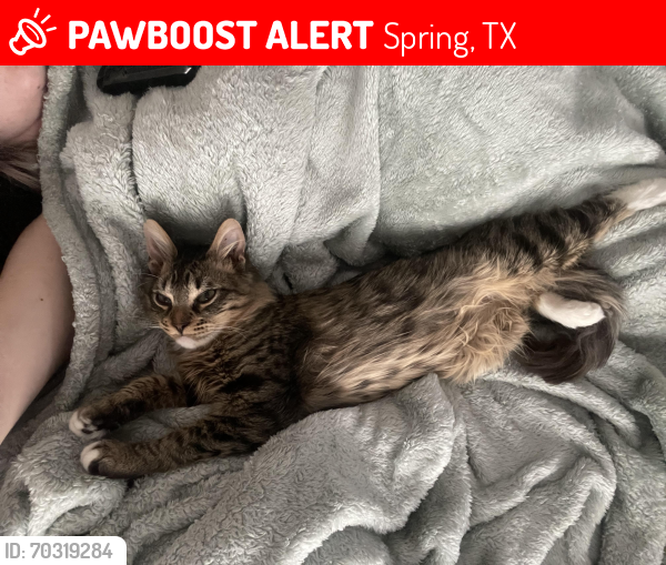 Lost Male Cat last seen Near Hirschfield Rd, Spring, Texas 77373, Spring, TX 77373