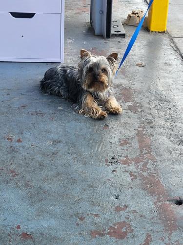 Lost Male Dog last seen Near E 18 th st aokland cal , Oakland, CA 94601