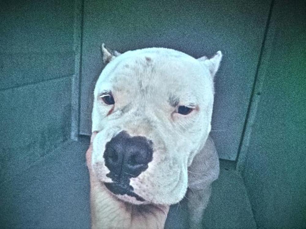 Shelter Stray Male Dog last seen Near BLOCK PENNSYLVANIA AV, FORT LAUDERDALE FL 33312, Davie, FL 33312