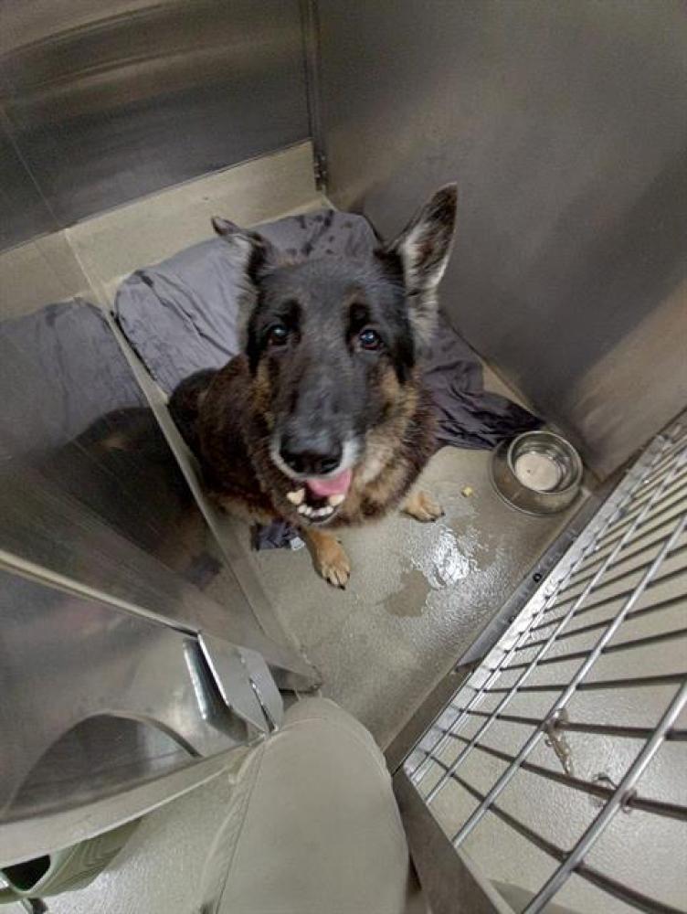Shelter Stray Male Dog last seen Near BLOCK NW 70 AVE, Tamarac, Florida, Davie, FL 33312