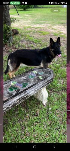 Found/Stray Female Dog last seen Mobile, al 36695, Mobile, AL 36695