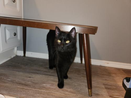 Found/Stray Unknown Cat last seen Near St and 96Ave, Surrey, BC V3R 1G6
