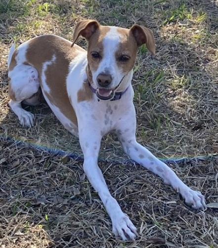 Lost Female Dog last seen Elolf elementary , Converse, TX 78109