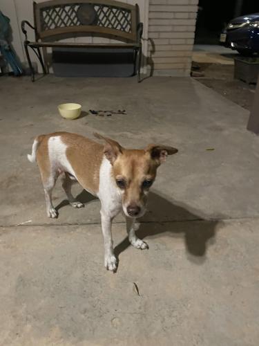 Found/Stray Male Dog last seen Ingram road area , San Antonio, TX 78238