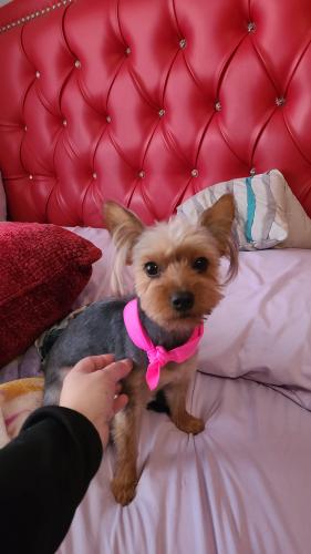 Lost Female Dog last seen Central and 51st street, Los Angeles, CA 90011