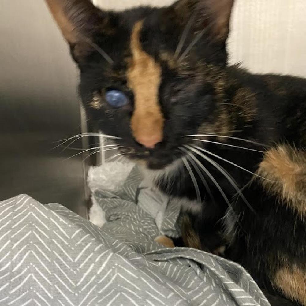 Shelter Stray Female Cat last seen , Lynchburg, VA 24502