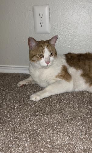 Found/Stray Male Cat last seen Near Torrey lane , Arlington, TX 76017