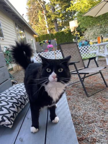 Lost Male Cat last seen 223rd and Salmon between stark and burnside, Gresham, OR 97030