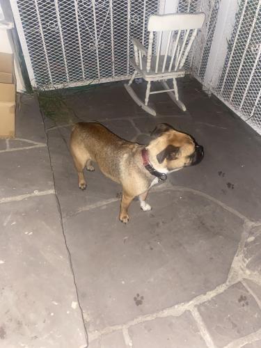 Found/Stray Female Dog last seen Gage Ave , Bell, CA 90201