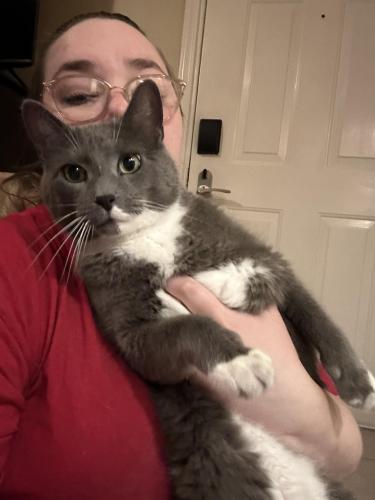 Found/Stray Unknown Cat last seen South Tulsa , Tulsa, OK 74145