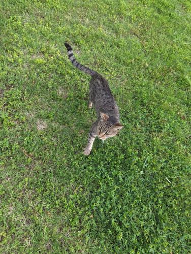 Found/Stray Unknown Cat last seen Aspen pond neighborhood , Broken Arrow, OK 74012