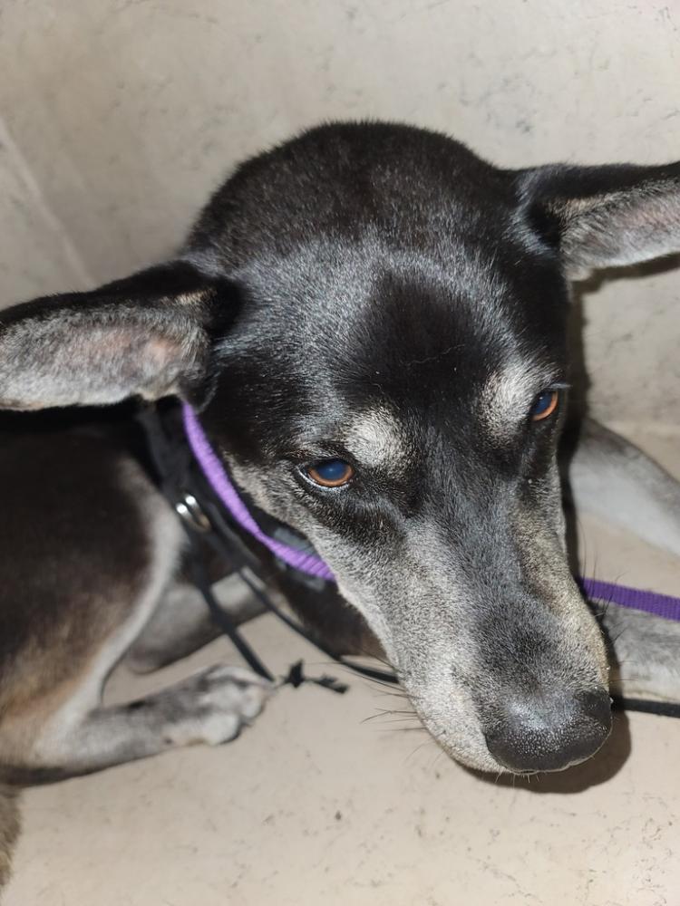 Shelter Stray Female Dog last seen CARENCRO, LA, 70520, Lafayette, LA 70507
