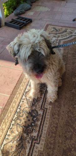 Found/Stray Male Dog last seen Avocado & Skywood, El Cajon, CA 92020