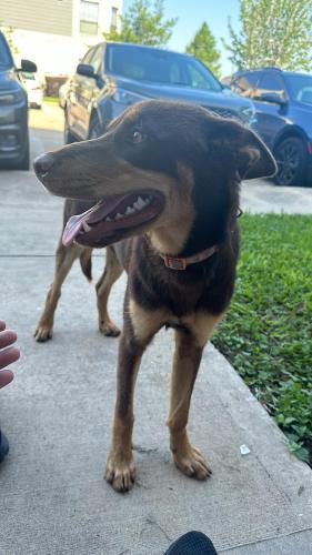Found/Stray Male Dog last seen Sommerall, Houston, TX 77084