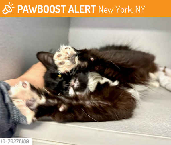 Shelter Stray Female Cat last seen Near Prospect Avenue, BRONX, NY, 10459, New York, NY 10029