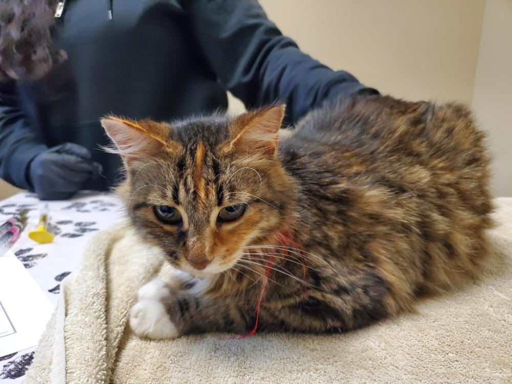 Shelter Stray Female Cat last seen Near N River Road, Oceanside, CA, 92057, San Diego, CA 92110