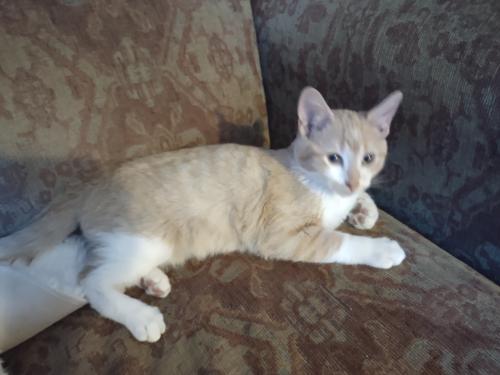 Lost Male Cat last seen 43rd St and 29th ave s, minneapolis, Minneapolis, MN 55406