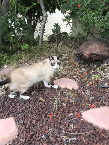 Found/Stray Unknown Cat last seen Quince St. , Chula Vista, CA 91910