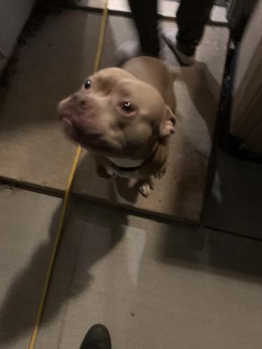 Found/Stray Male Dog last seen Just west of E470 and 56th, Denver, CO 80239